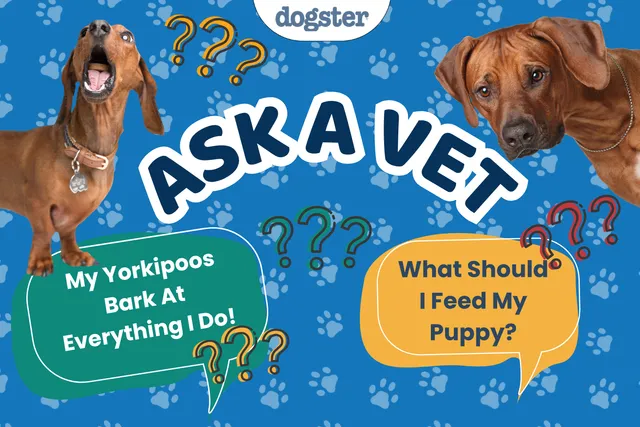 Ask Dr. Paola - Help! My Yorkipoos Bark At Everything I Do! (June 29, 2026)