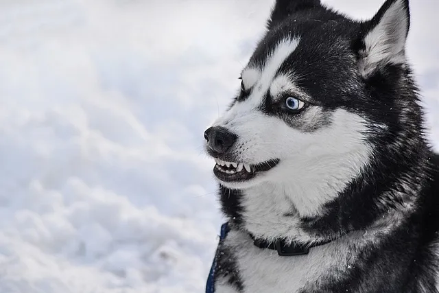 Are Huskies Dangerous? Vet-Verified Facts & Data
