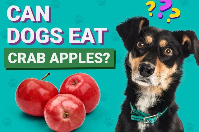 Can Dogs Eat Crab Apples? Vet-Verified Nutrition Facts, Benefits & Risks
