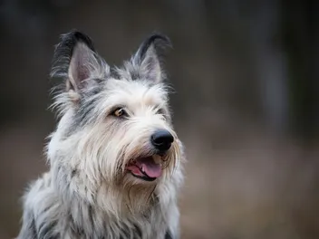 Berger Picard Dog: Breed Info, Pictures, Facts, & Traits