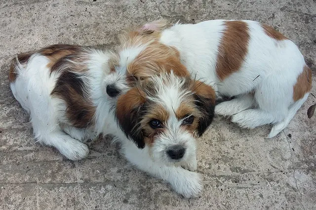 Jack Tzu (Jack Russell Terrier & Shih Tzu Mix): Info, Pictures, Care & More