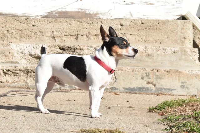 Teddy Roosevelt Terrier: Breed Info, Pictures, Facts, & Traits