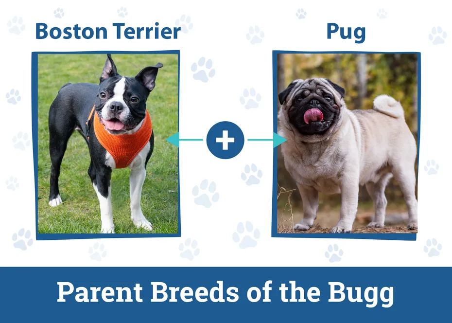 The Parent Breeds of Bugg