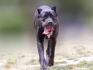 Canis Panther Dog Breed: Info, Pictures, Care & More