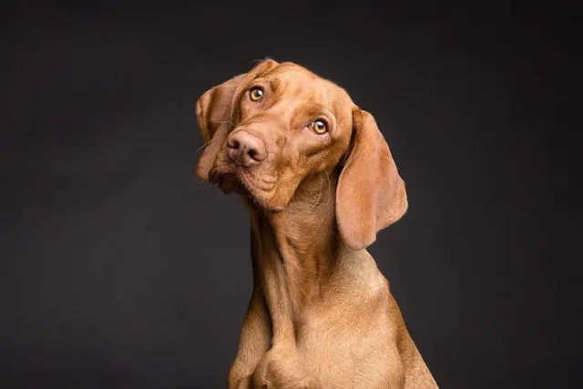 Vizsla Lifespan: How Long Do They Live? Average Lifespan, Vet-Reviewed Data & Care Guide