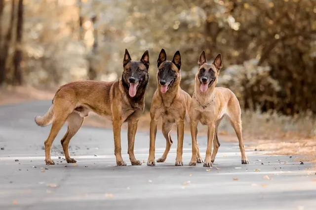 14 Amazing Belgian Malinois Facts (With Pictures)