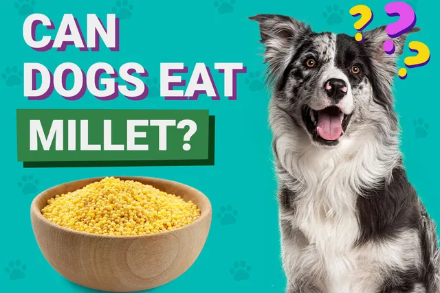 Can Dogs Eat Millet? Vet-Verified Benefits & Potential Risks