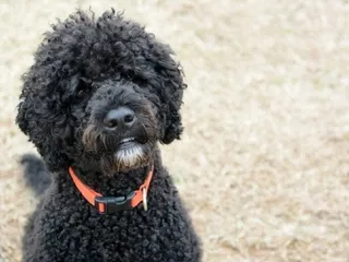 3 Amazing Portuguese Water Dog Haircuts (With Pictures)