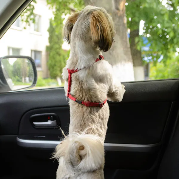 summer safety tips dogs in hot cars