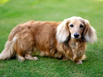 Long-Haired Dachshund: Info, Pictures, Origin & History