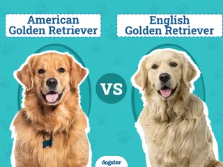 American vs. English Golden Retrievers: What’s the Difference? (With Pictures)