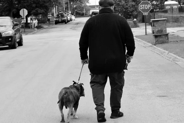 Two Old Dogs Who Rescued Each Other