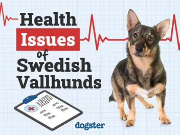 3 Swedish Vallhund Health Issues to Look Out For