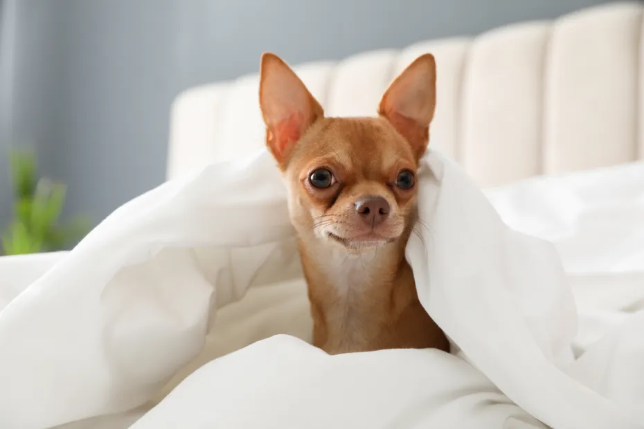 Chihuahua dog under blanket at home