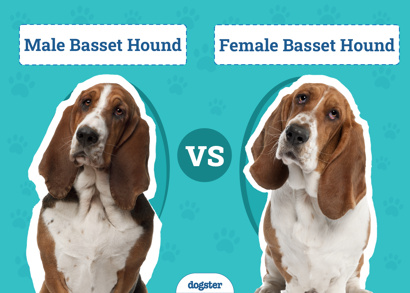 Male vs Female Basset Hounds