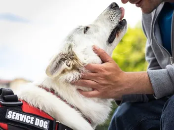 8 Service Dog Myths & Misconceptions: It's Time To Stop Believing These