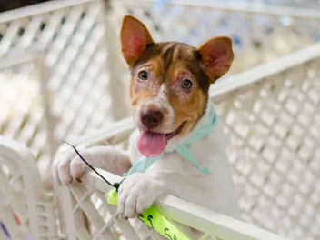 4 DIY Creative Playpens for Dogs (With Instructions)