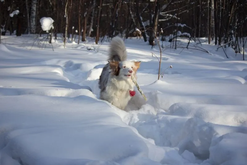 white-australian-shepherd-in-the-snow-with-stick