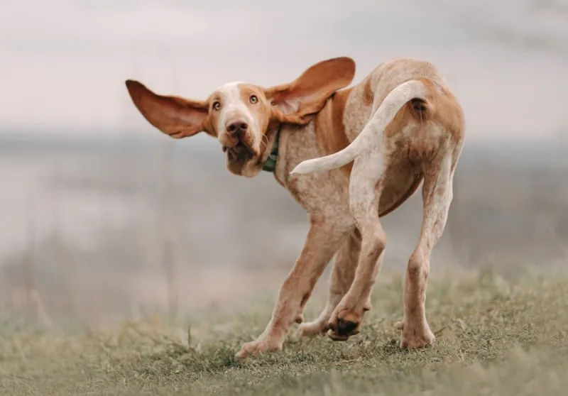 Bracco Italiano puppy spinning