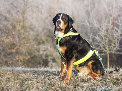 Greater Swiss Mountain Dog