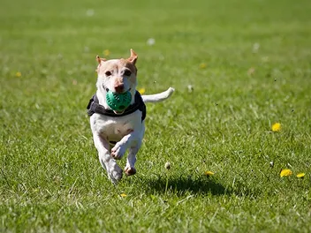 5 Off-Leash Dog Parks in Sioux Falls, SD (2026 Update)