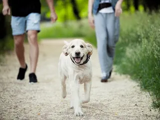 6 Vet-Verified Benefits of Dog Parks for Pets & Their Humans