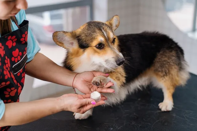 How to Moisturize Dog Paws: 4 Vet-Approved Tips