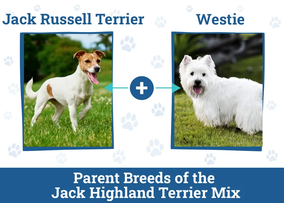 Parent Breeds of the Jack Highland Terrier Mix