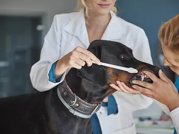 How to Groom a Doberman: 5 Vet-Approved Steps