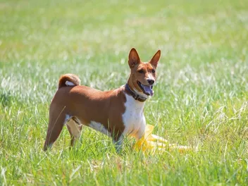 Basenji Dog Breed: Info, Pictures, Care, & Facts