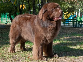 How Big Do Newfoundland Dogs Get? Average Weight & Growth Chart