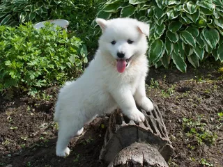 Huskimo (Siberian Husky & American Eskimo Mix): Info, Pictures, Care & More