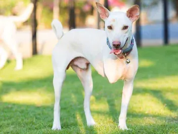 How to Care for a Tripod Dog: 10 Vet-Approved Recovery & Exercise Tips