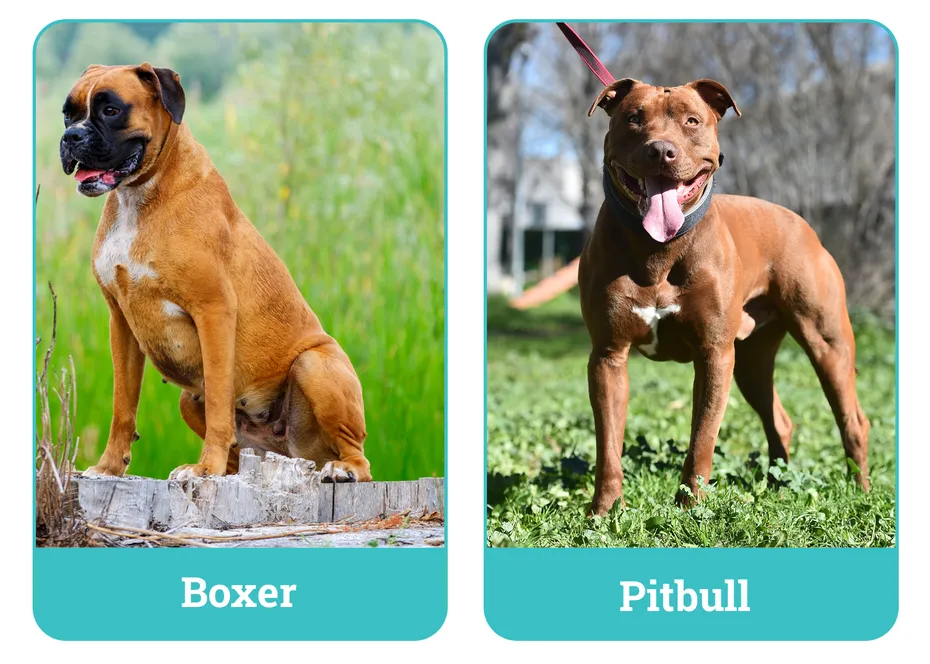Boxer vs Pitbull