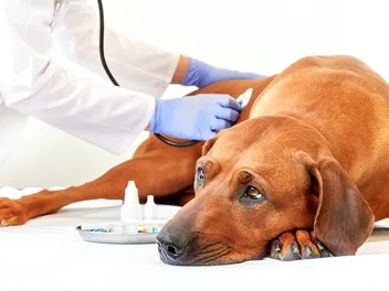 Hookworm in Dogs: Causes, Signs & Treatment Options (Vet Answer)