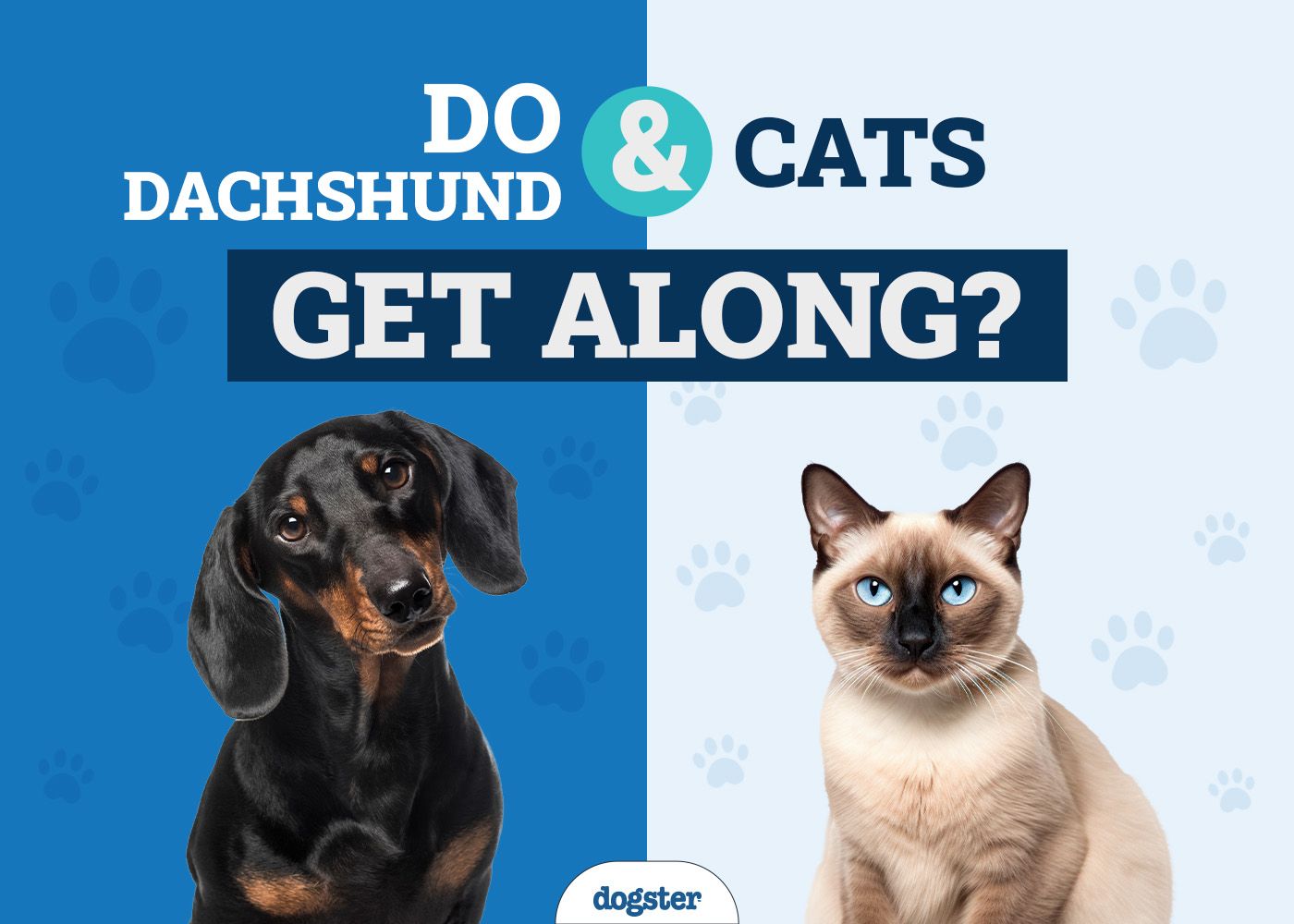 Do Dachshund & Cats Get Along