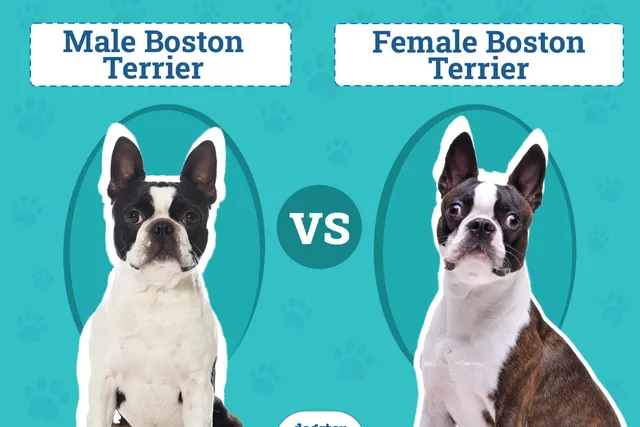 Male vs Female Boston Terriers: The Differences (With Info & Pictures)