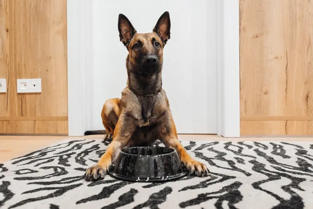 Why Does My Dog Flip His Food Bowl? 15 Vet-Verified Reasons