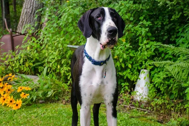 Mantle Great Dane: Info, Pictures, Origin & History