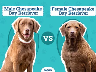 Male vs. Female Chesapeake Bay Retrievers: What’s the Difference (With Pictures)