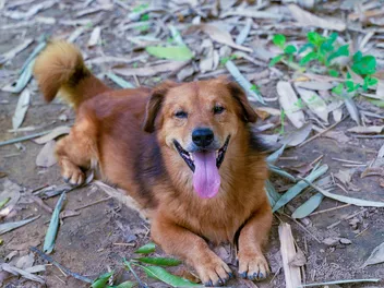 10 Popular Golden Retriever Mixes (With Info & Pictures)
