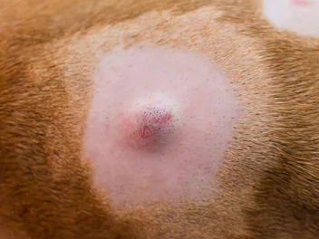 Cysts on Dogs: Our Vet Explains the Signs, Causes & Care