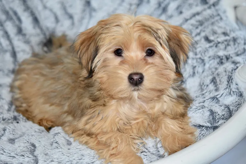 havanese sitting