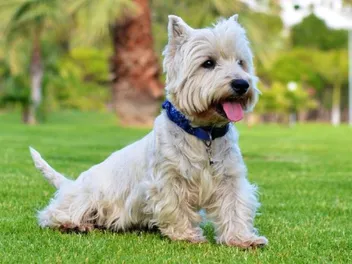 How Smart Is a West Highland White Terrier? Facts, Training Tips & FAQ