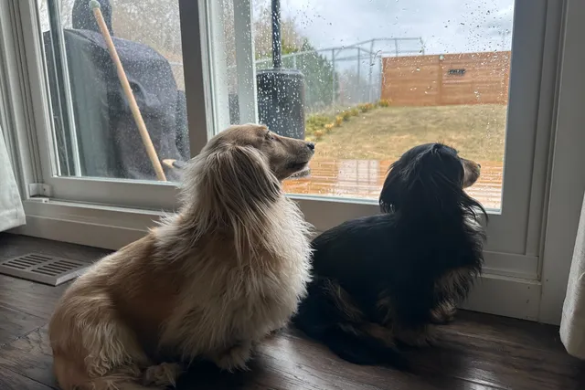 Dachshunds in Spring: Draper and Rue's Rainy Day Blues