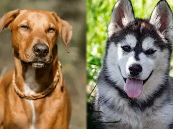 Rhodesian Husky Mix Breed: Info, Pictures, Care Guide & More