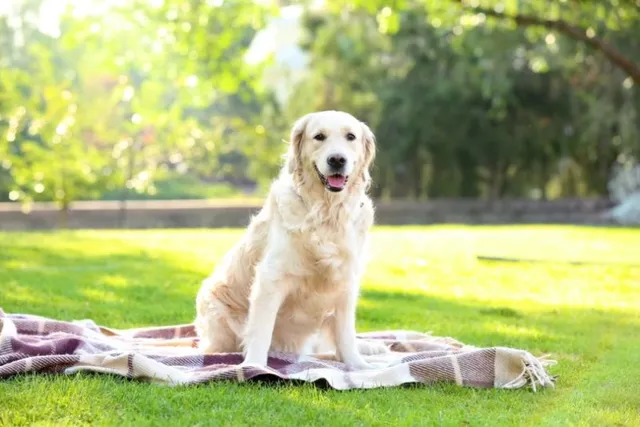 19 Dog Breeds Similar to Labradors (With Info & Pictures)