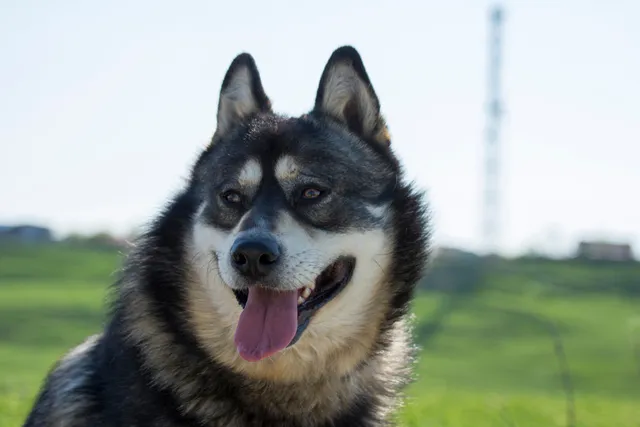 Gerberian Shepsky Dog Breed: Info, Pictures, Care & More
