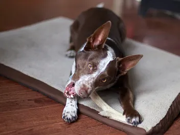 9 Best Rawhide Alternatives for Dogs In 2026 - Reviews & Top Picks