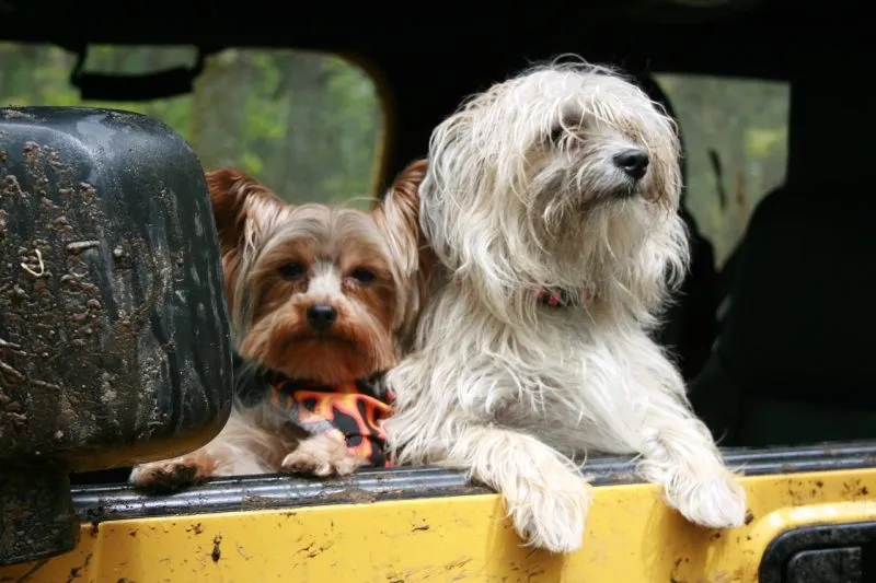 dogs looking out from the car